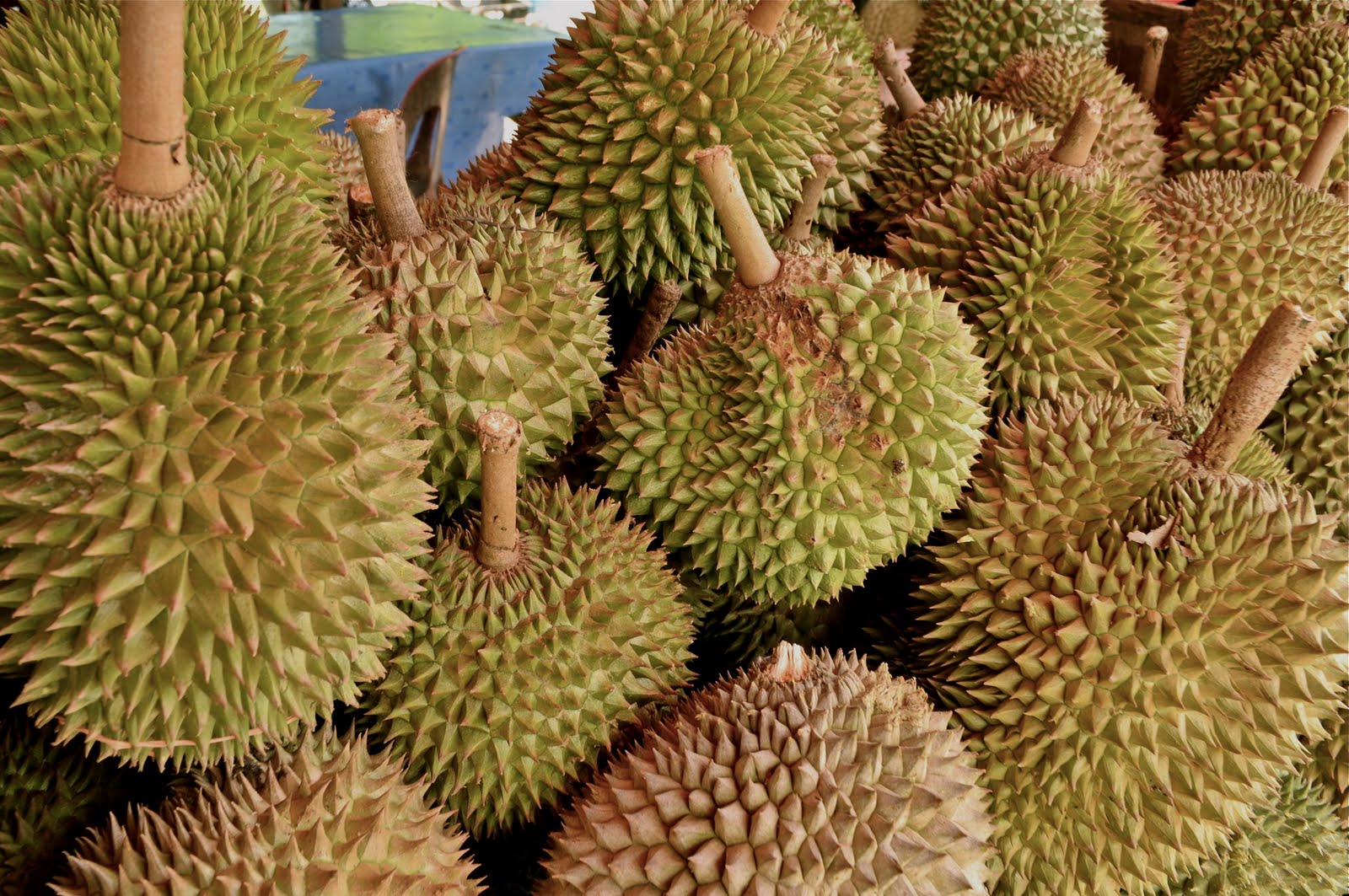 DURIAN SEGAMAT 2